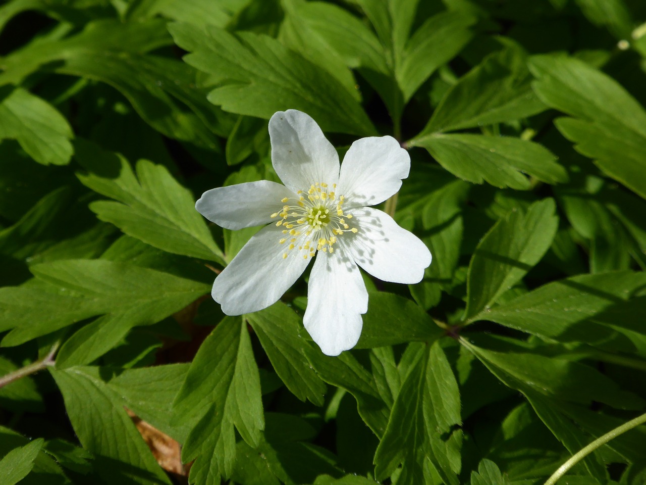 wood anemone white spring free photo