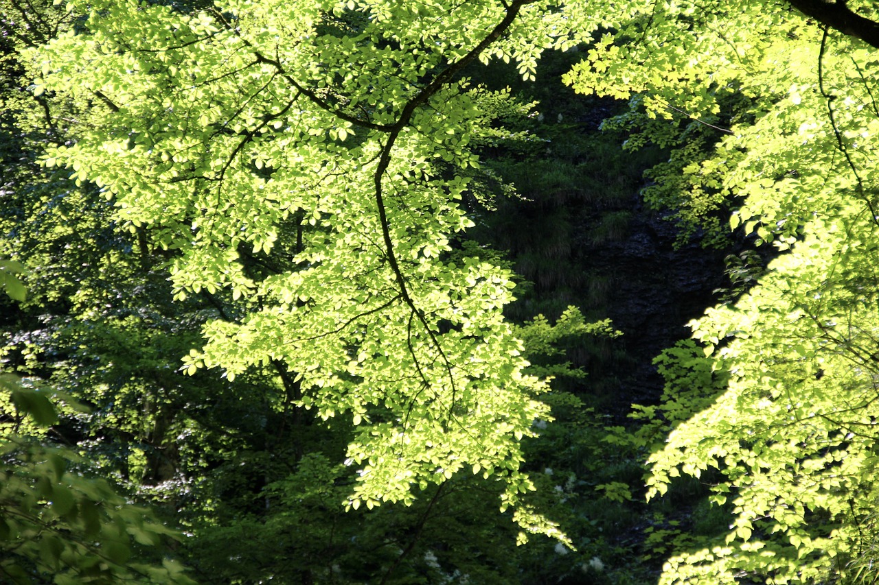 spring green trees free photo