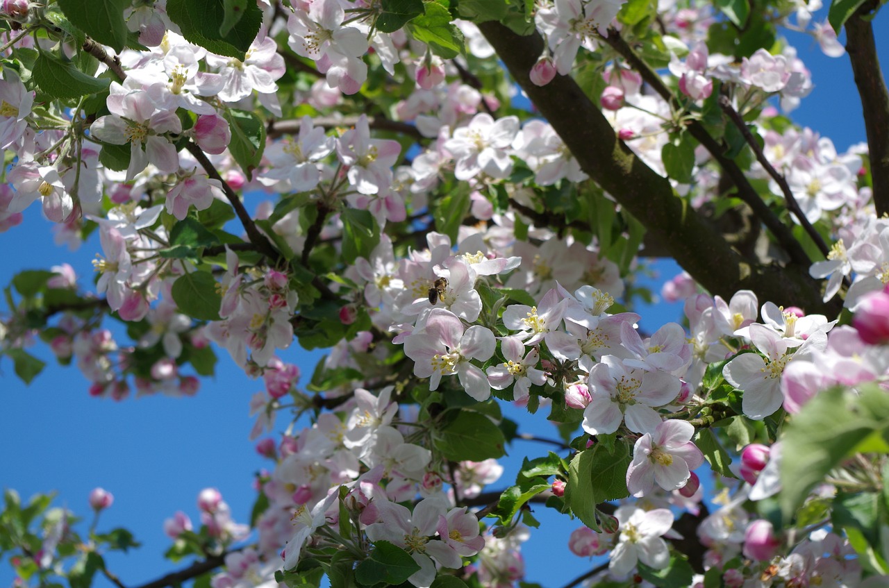 spring blooming tree nature free photo