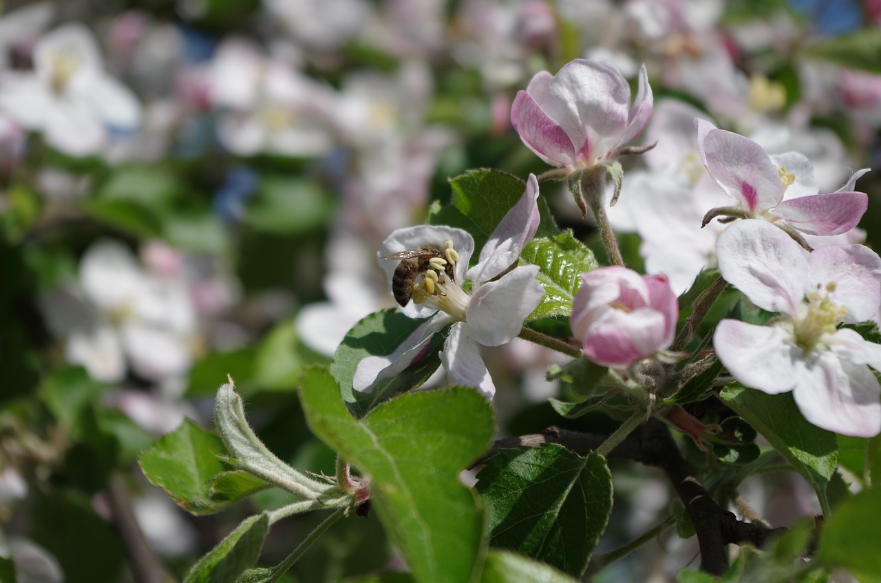 spring blooming tree nature free photo