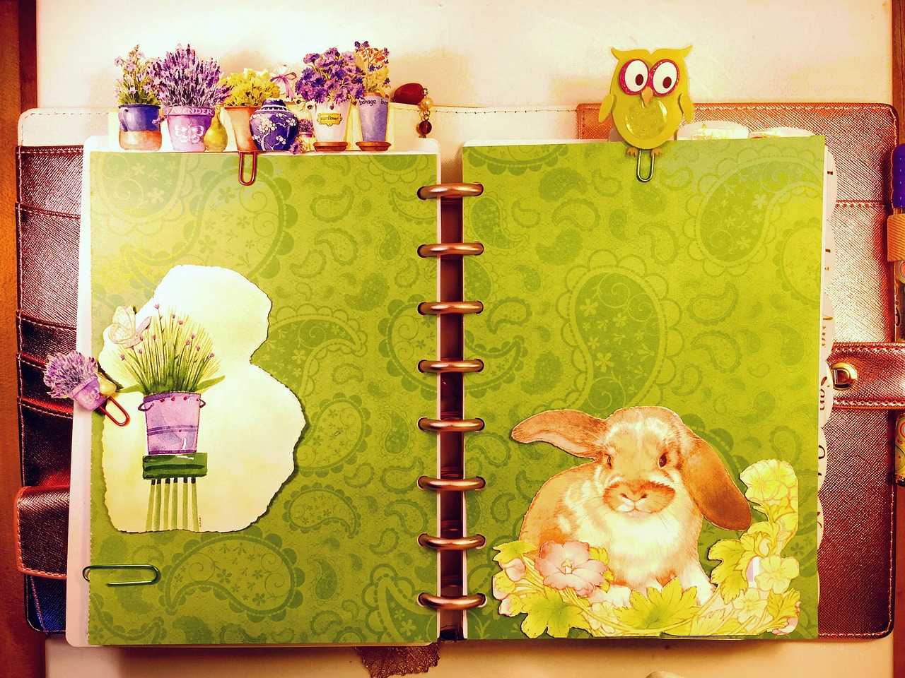 spring planner bunny free photo