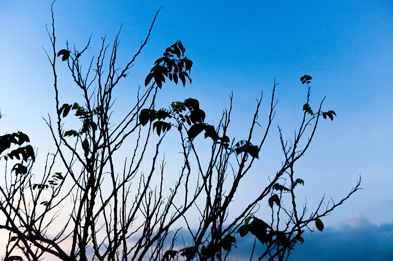 spring tree plant free photo