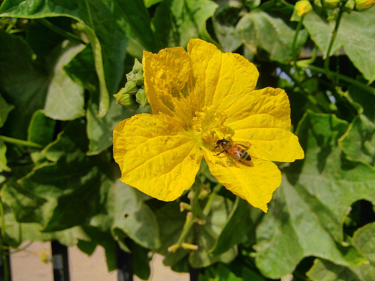 spring bee flower free photo