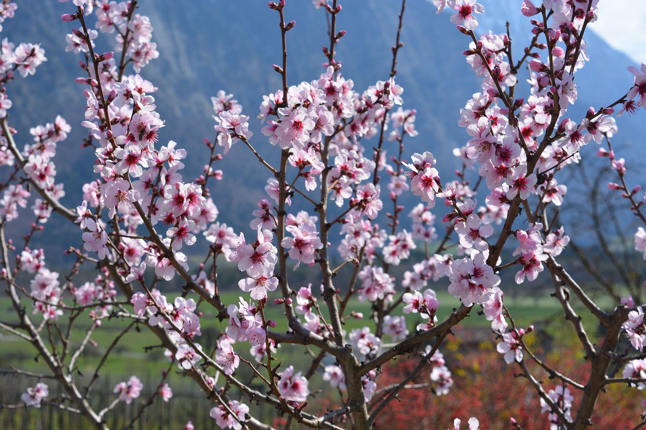 spring plant nature free photo