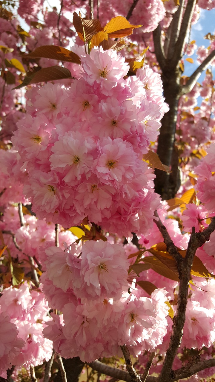 spring blossom bloom free photo