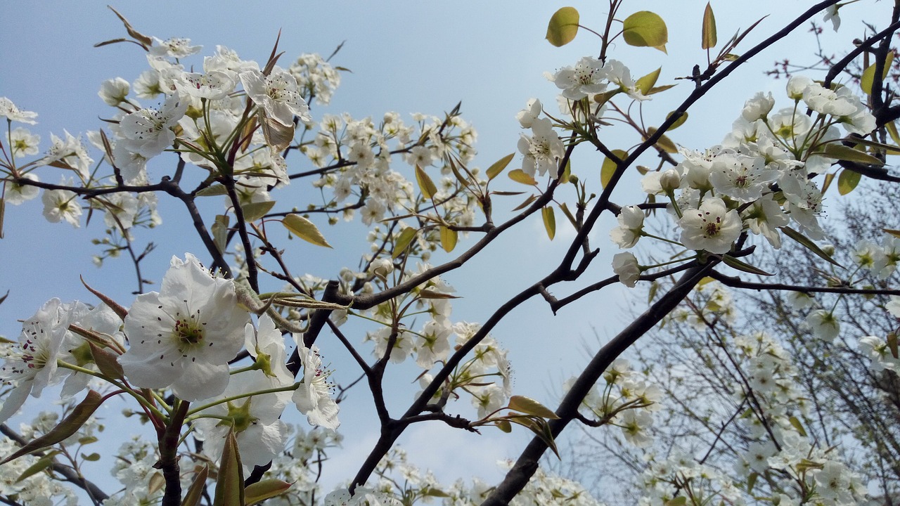 spring plant flower free photo