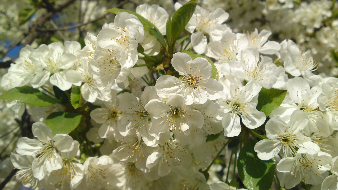 spring flowers taganrog free photo