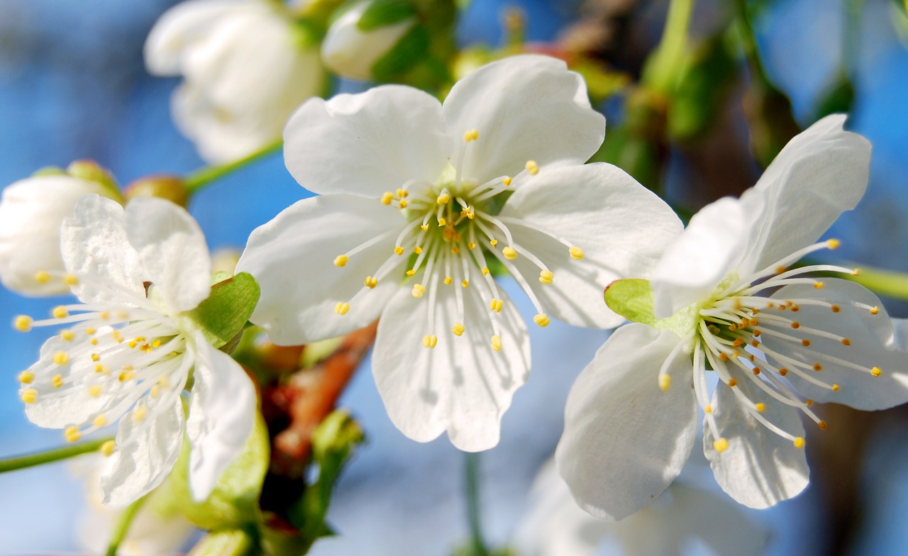 spring flowers cherry blossoms free photo