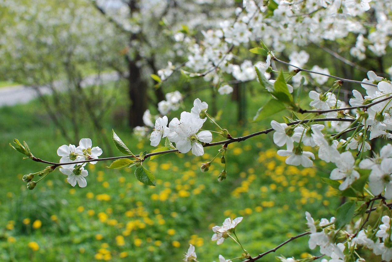 spring cherry flowers free photo