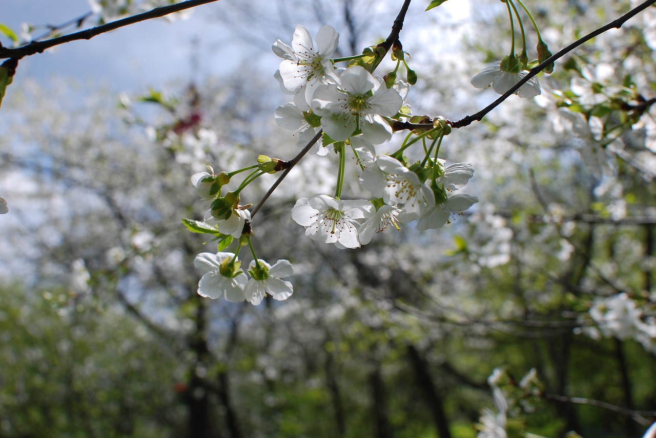 spring cherry flowers free photo