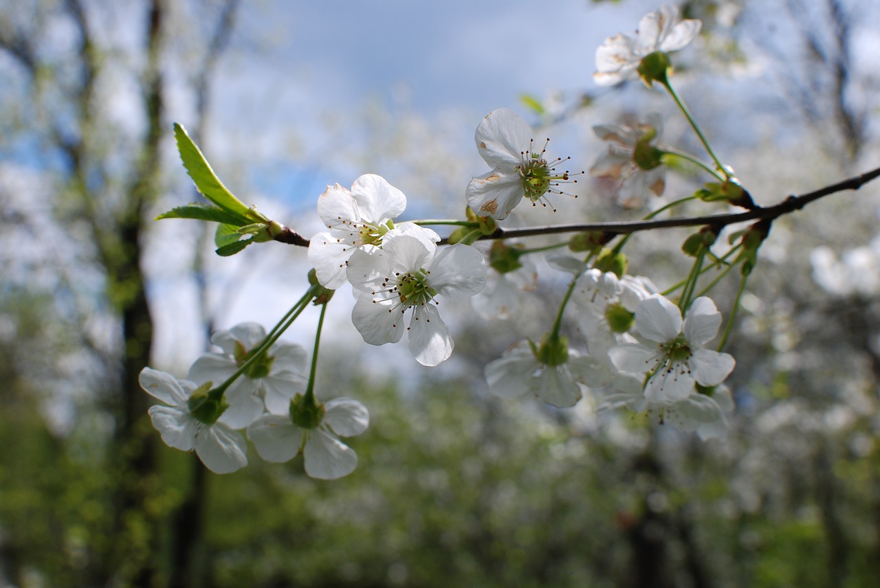 spring water flower free photo