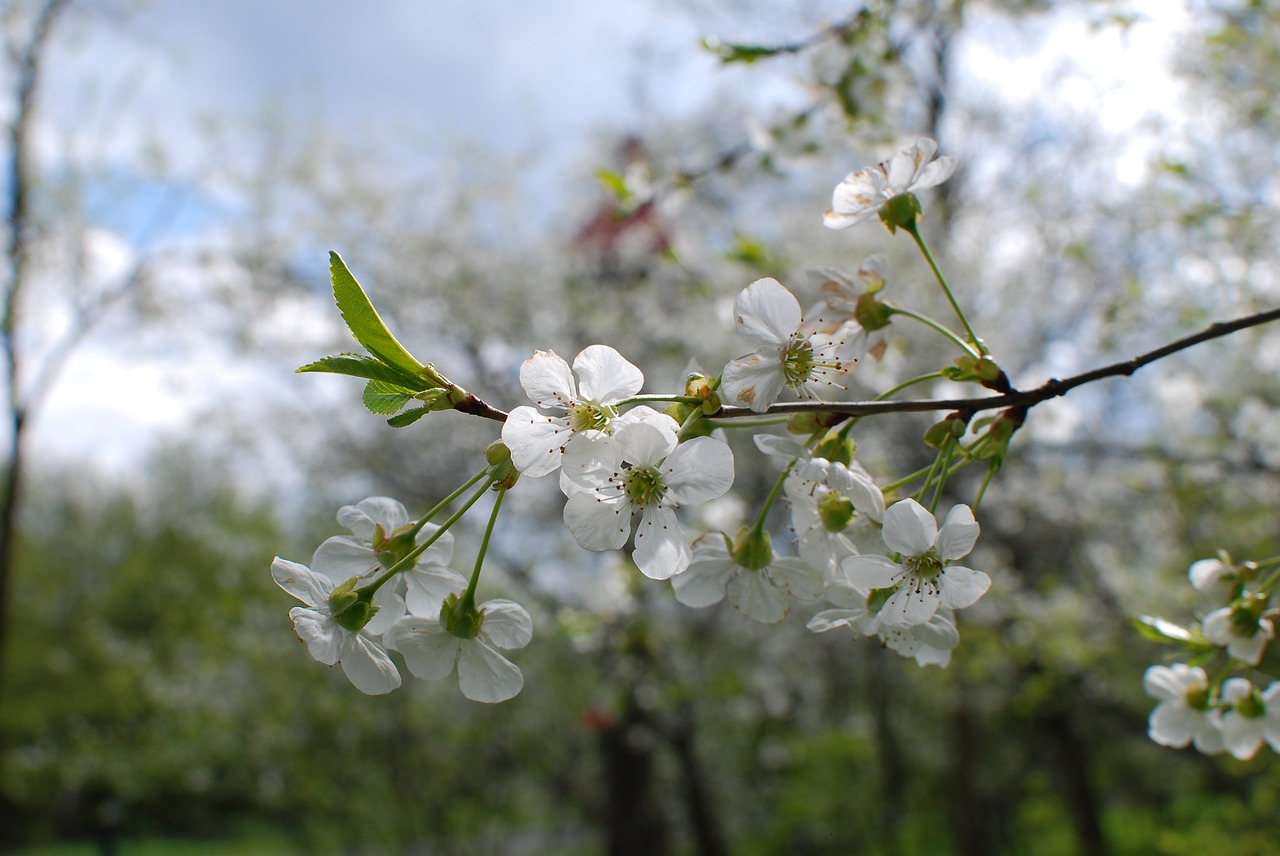 spring cherry flowers free photo