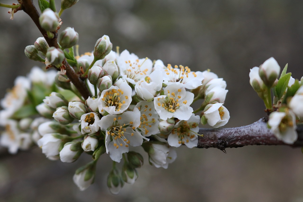 spring flowers trees free photo