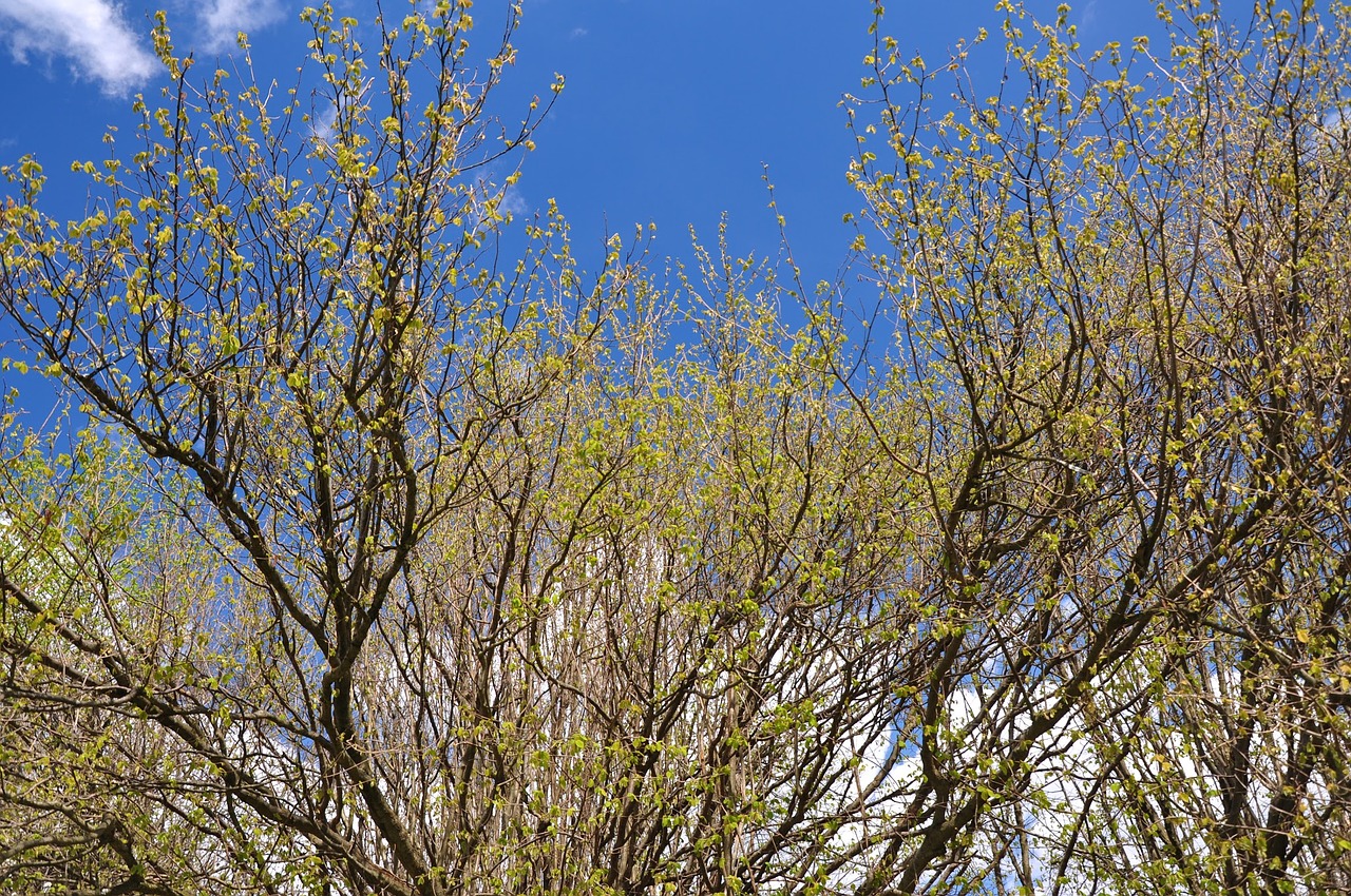 spring nature tree free photo