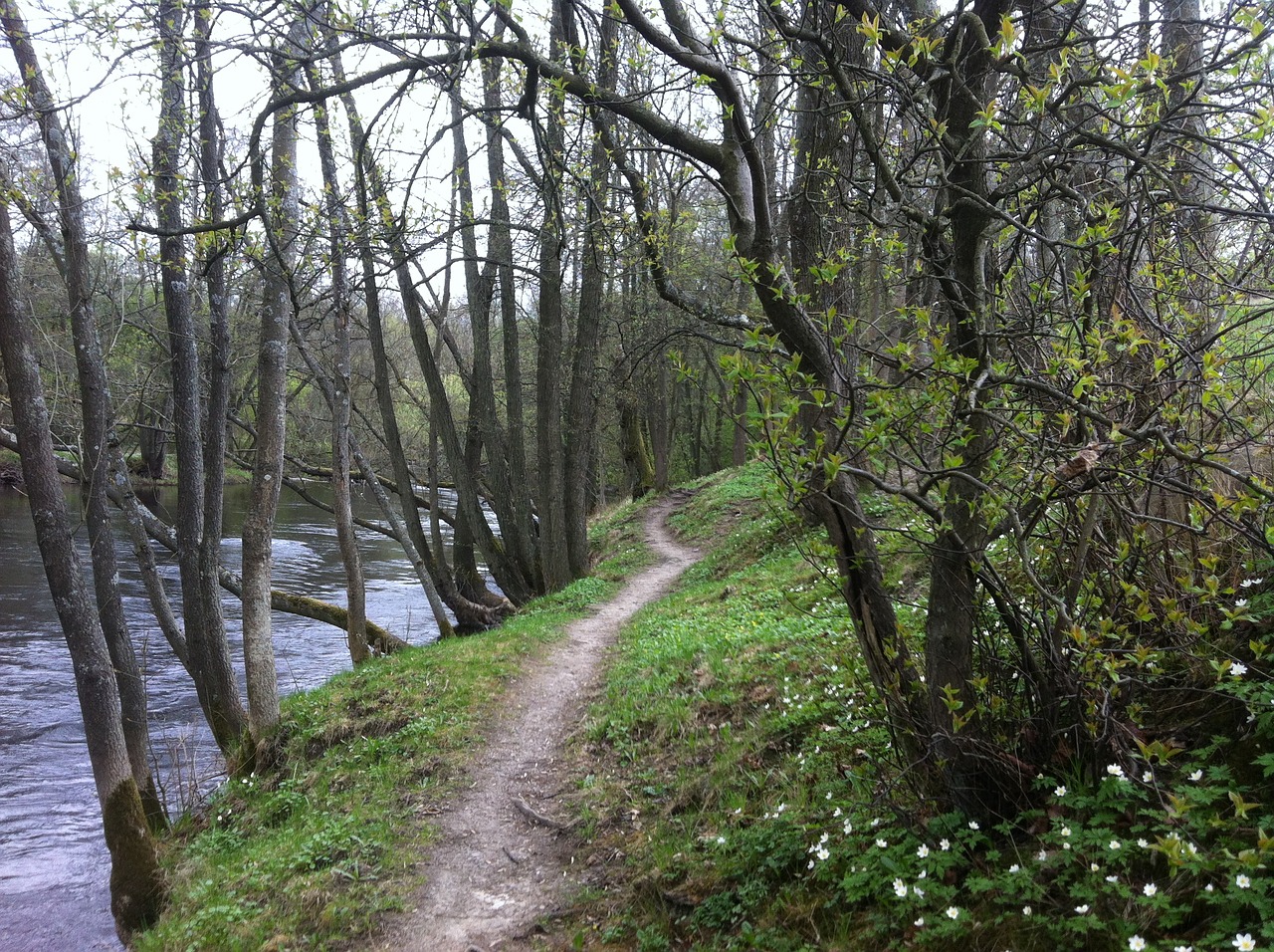 spring sweden outdoor free photo