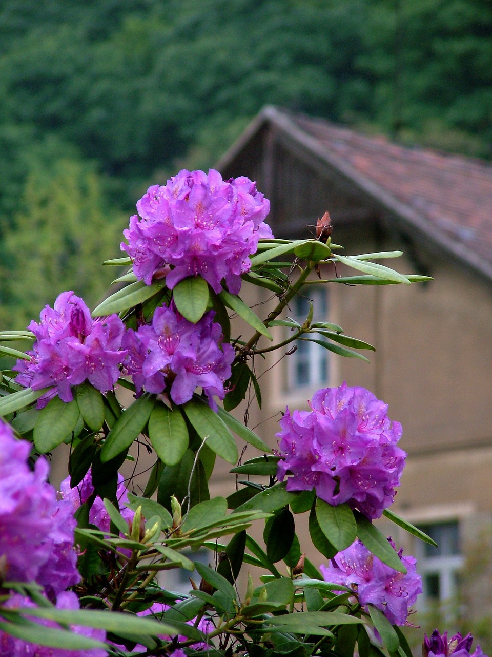 spring rhododendron purple free photo