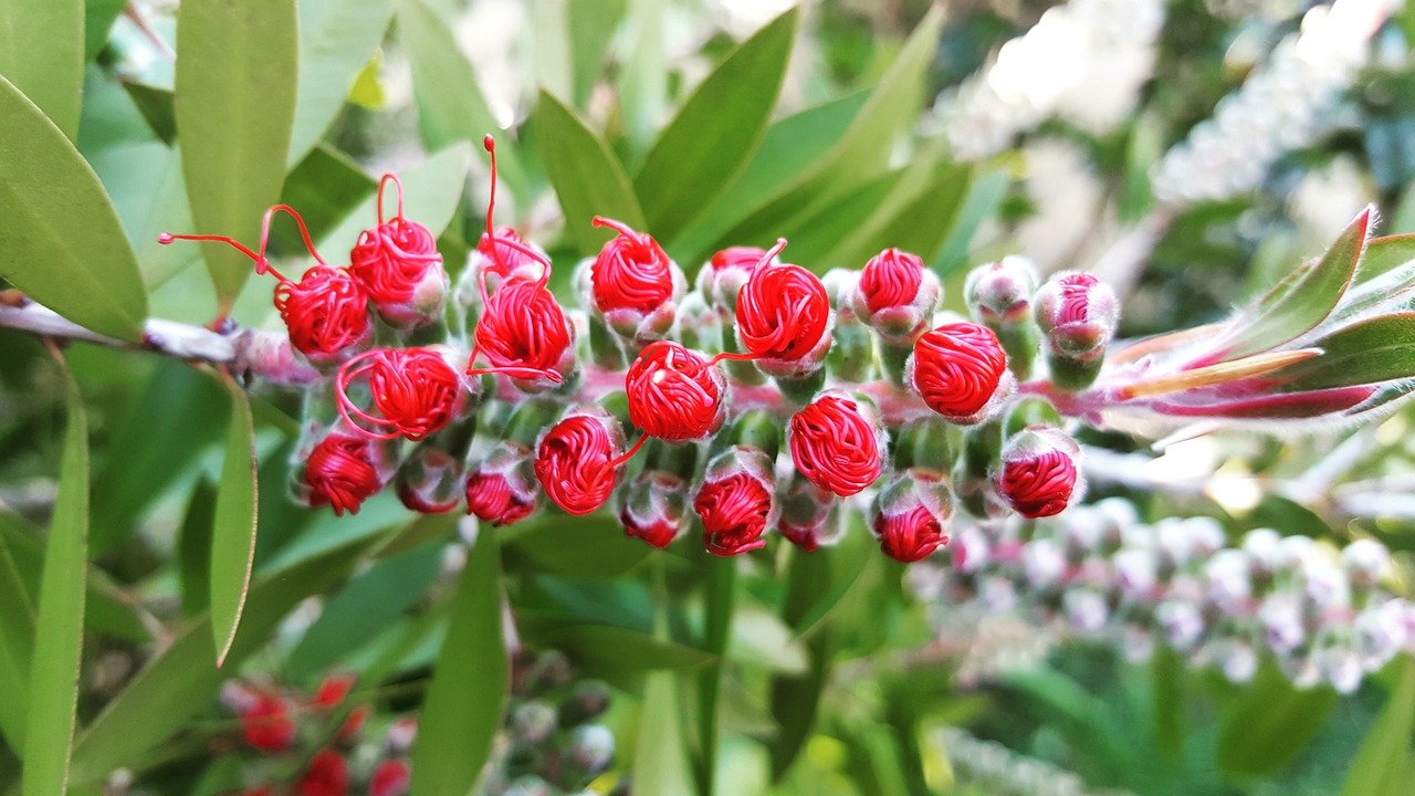 spring flower naturaleza free photo