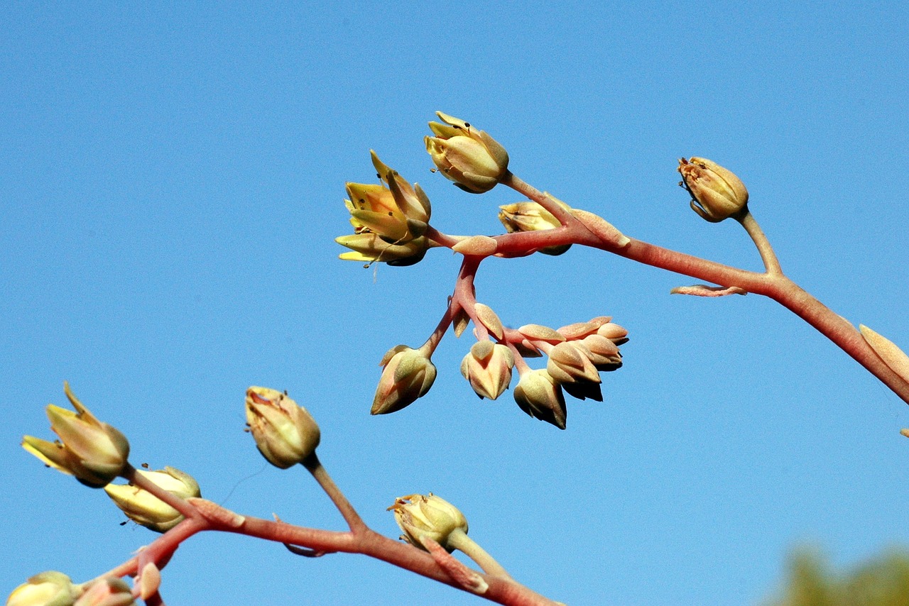 spring sky plant free photo