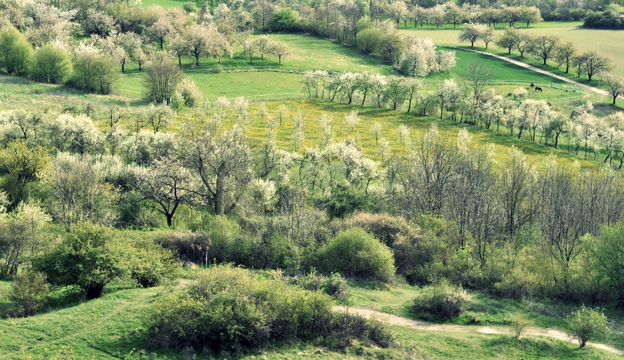 spring cherry blossom trees free photo