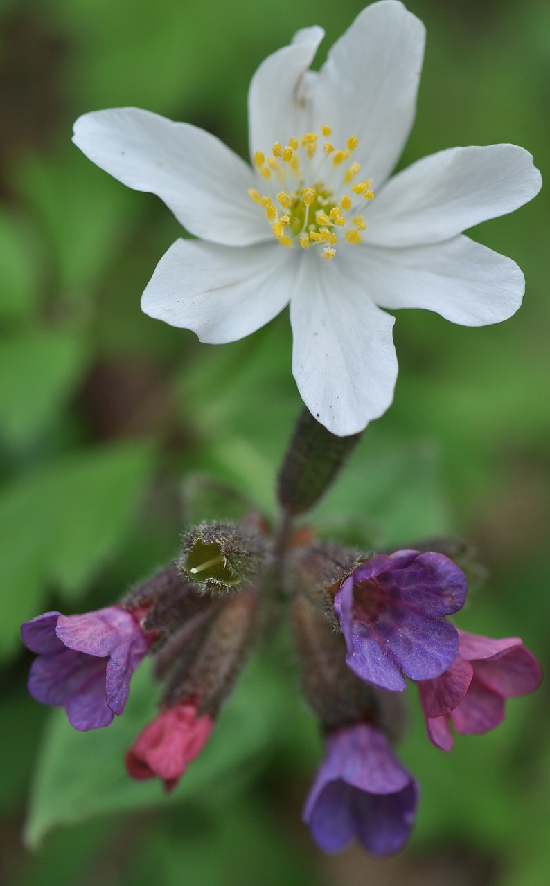 spring wood anemone lungwort free photo