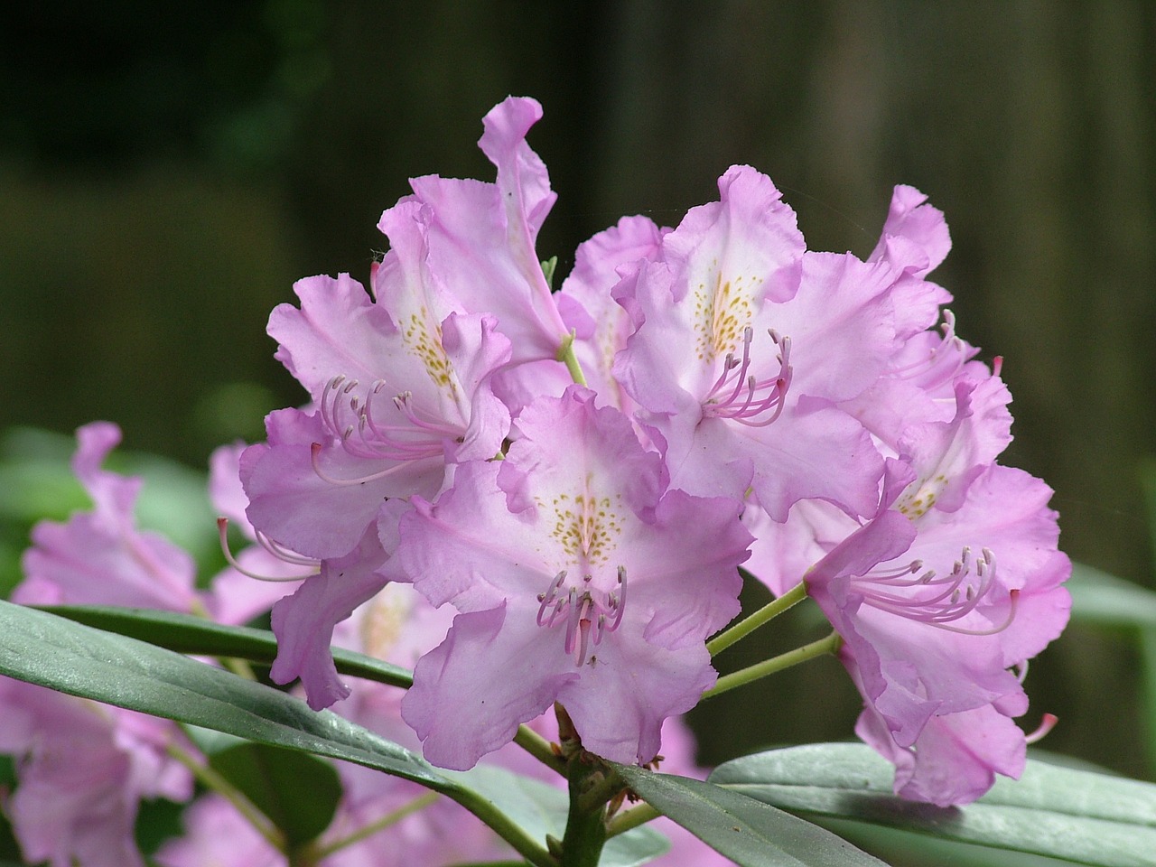 spring flowers rhododendron free photo