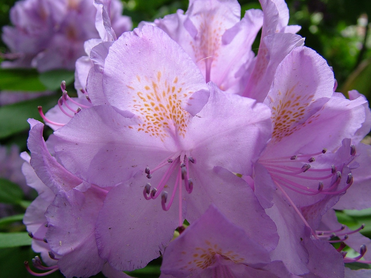 spring flowers rhododendron free photo