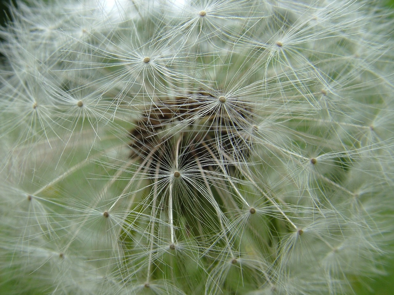 spring flowers dandelion free photo