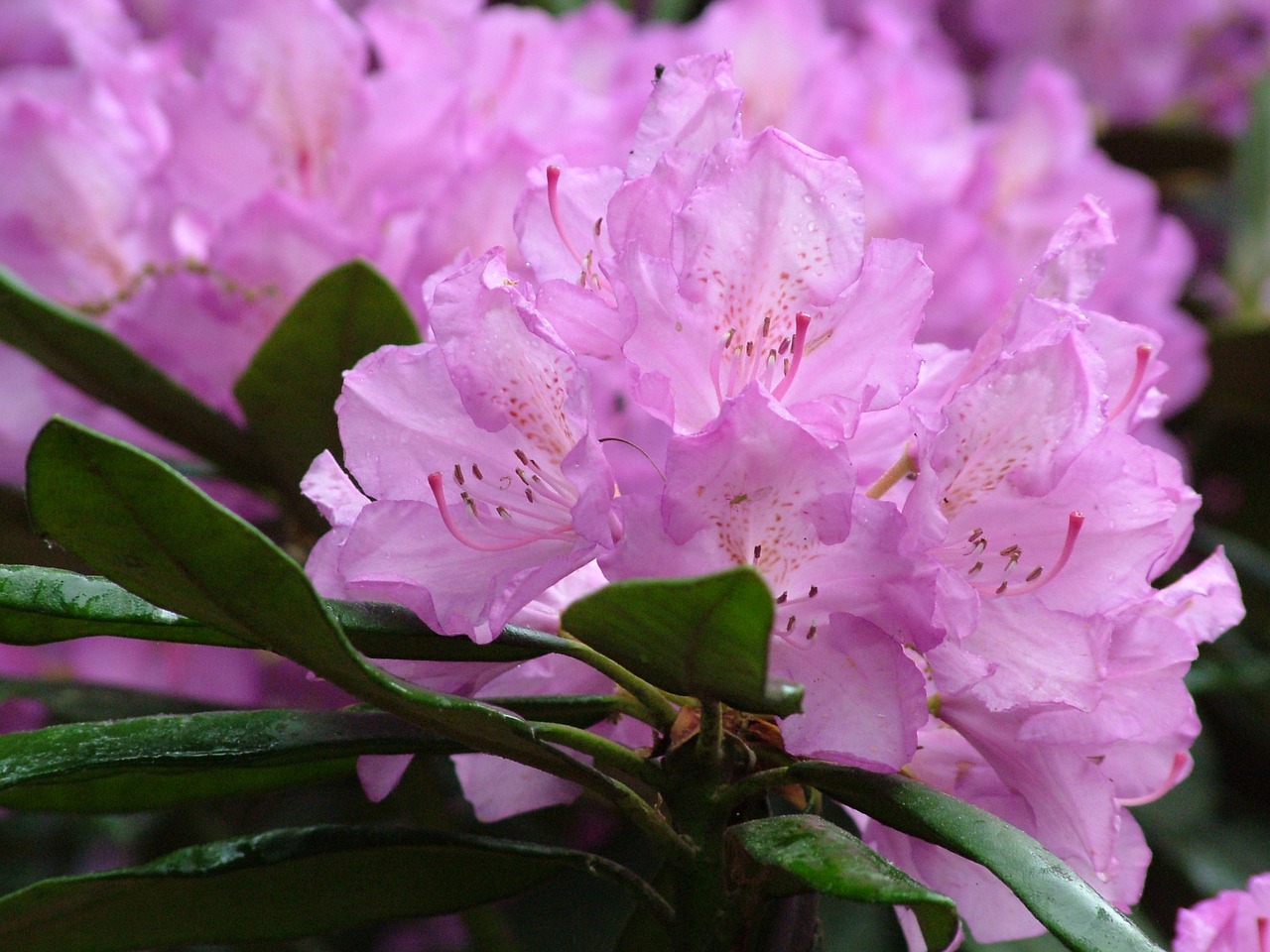 spring flowers rhododendron free photo