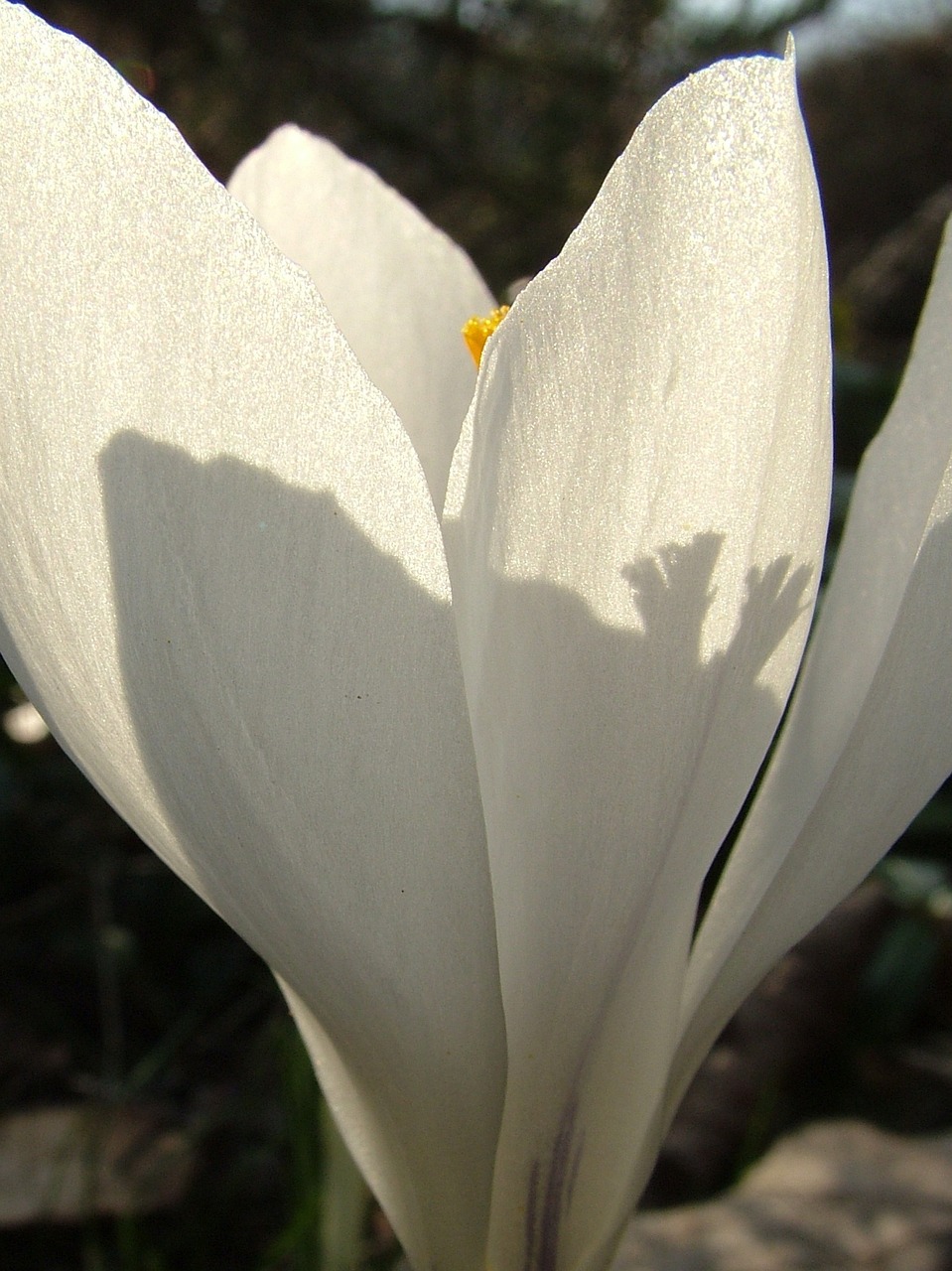 spring crocus white free photo