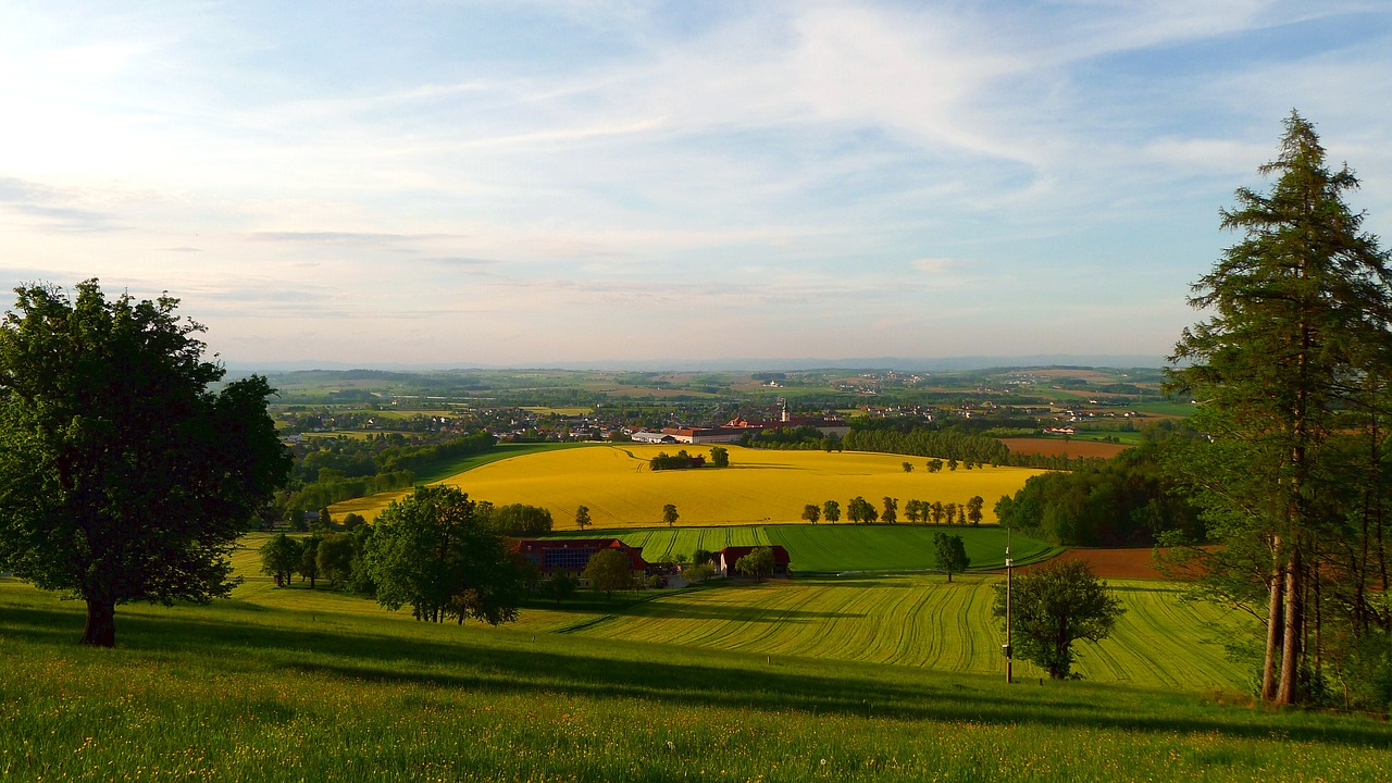 spring blooming rape field landscape free photo