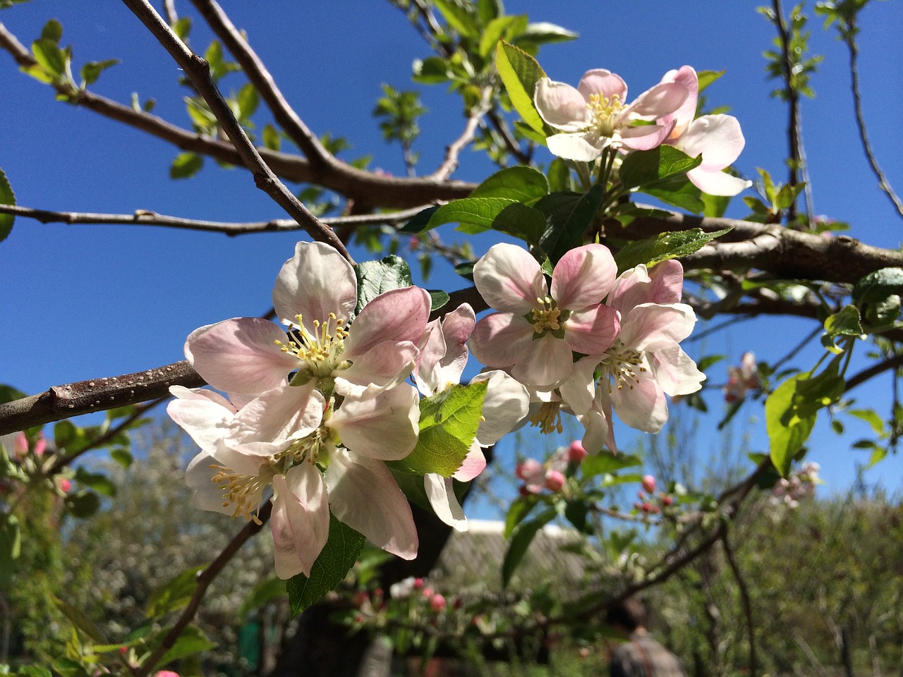 spring flowers tree free photo