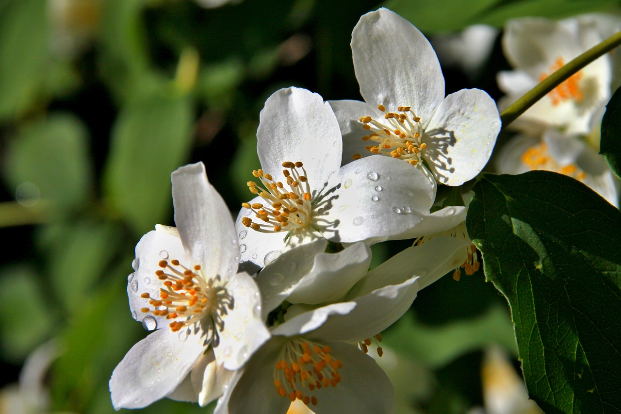 spring white blossom free photo