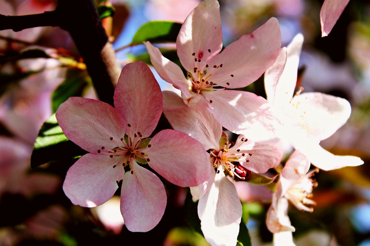 spring cherry flowers free photo