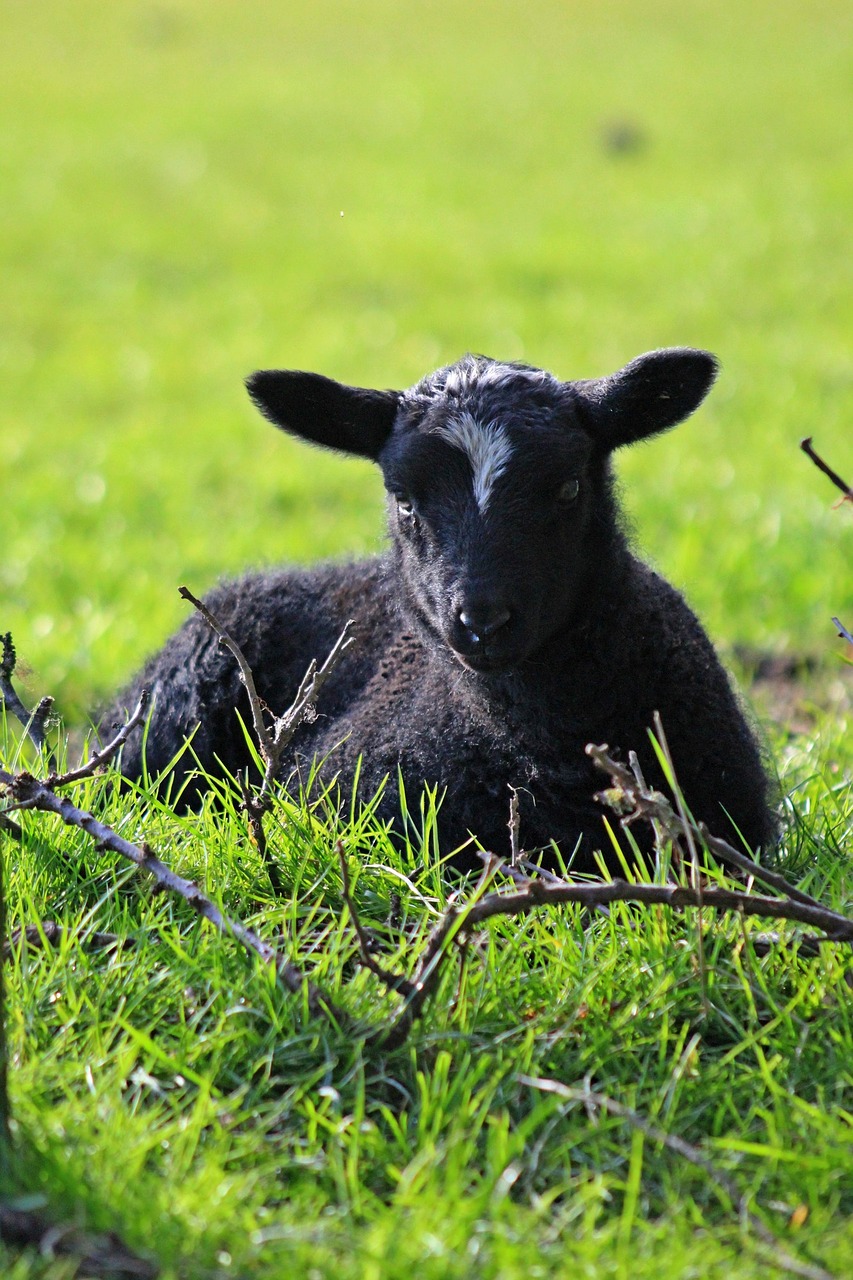 spring lambs sheep free photo