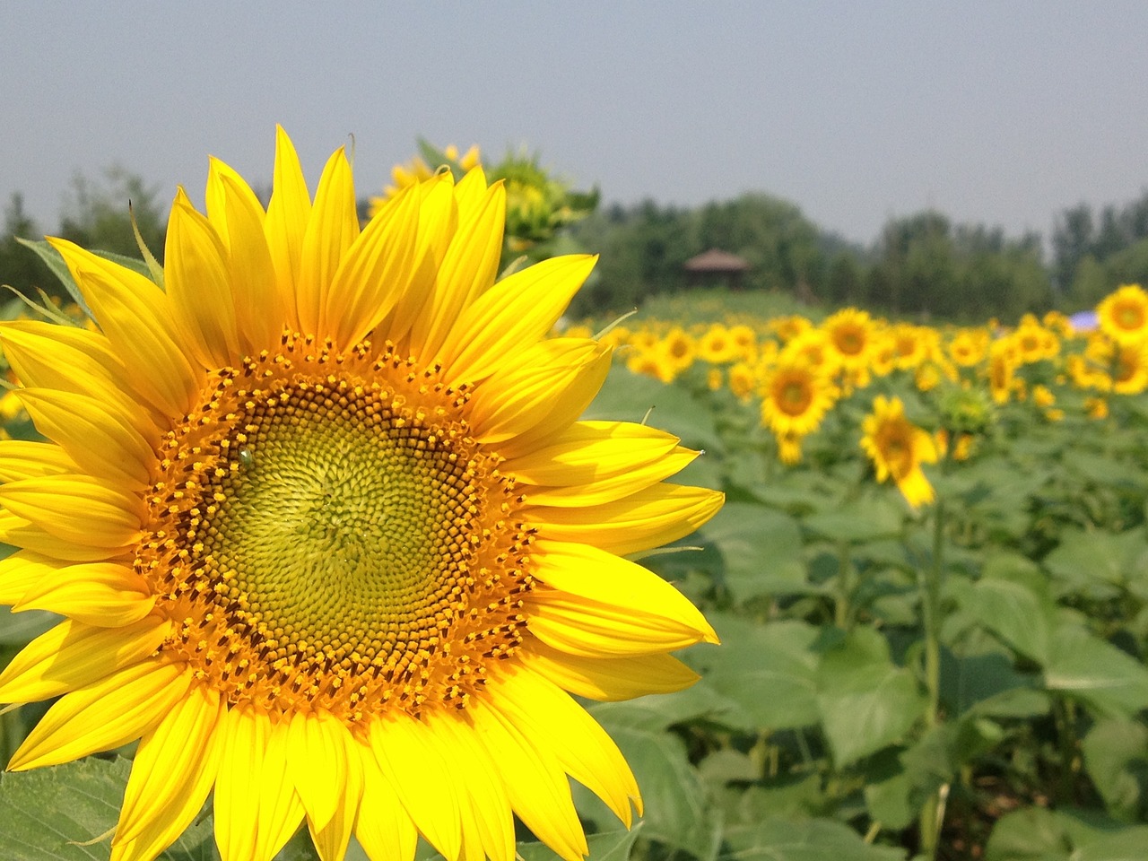 spring forest park sunflower free photo