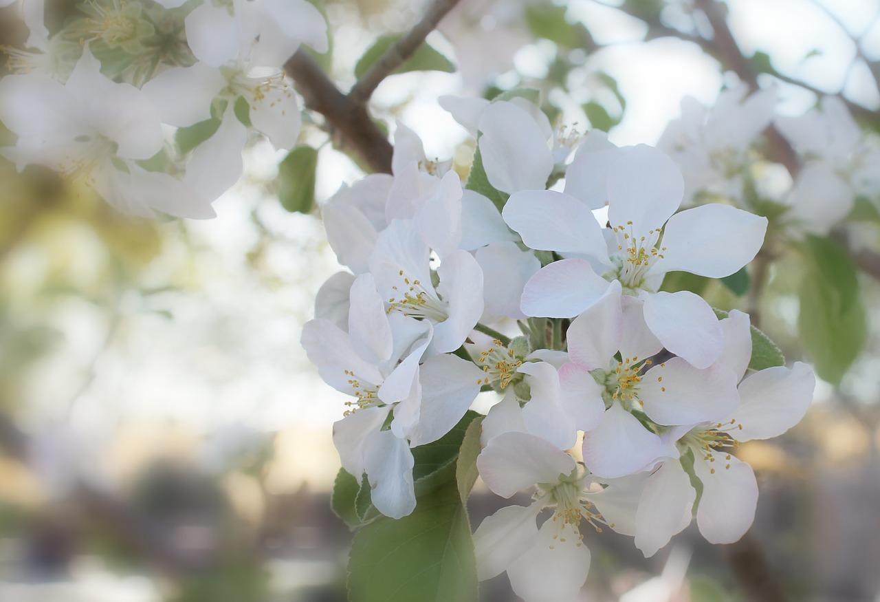 spring bloom blossom free photo