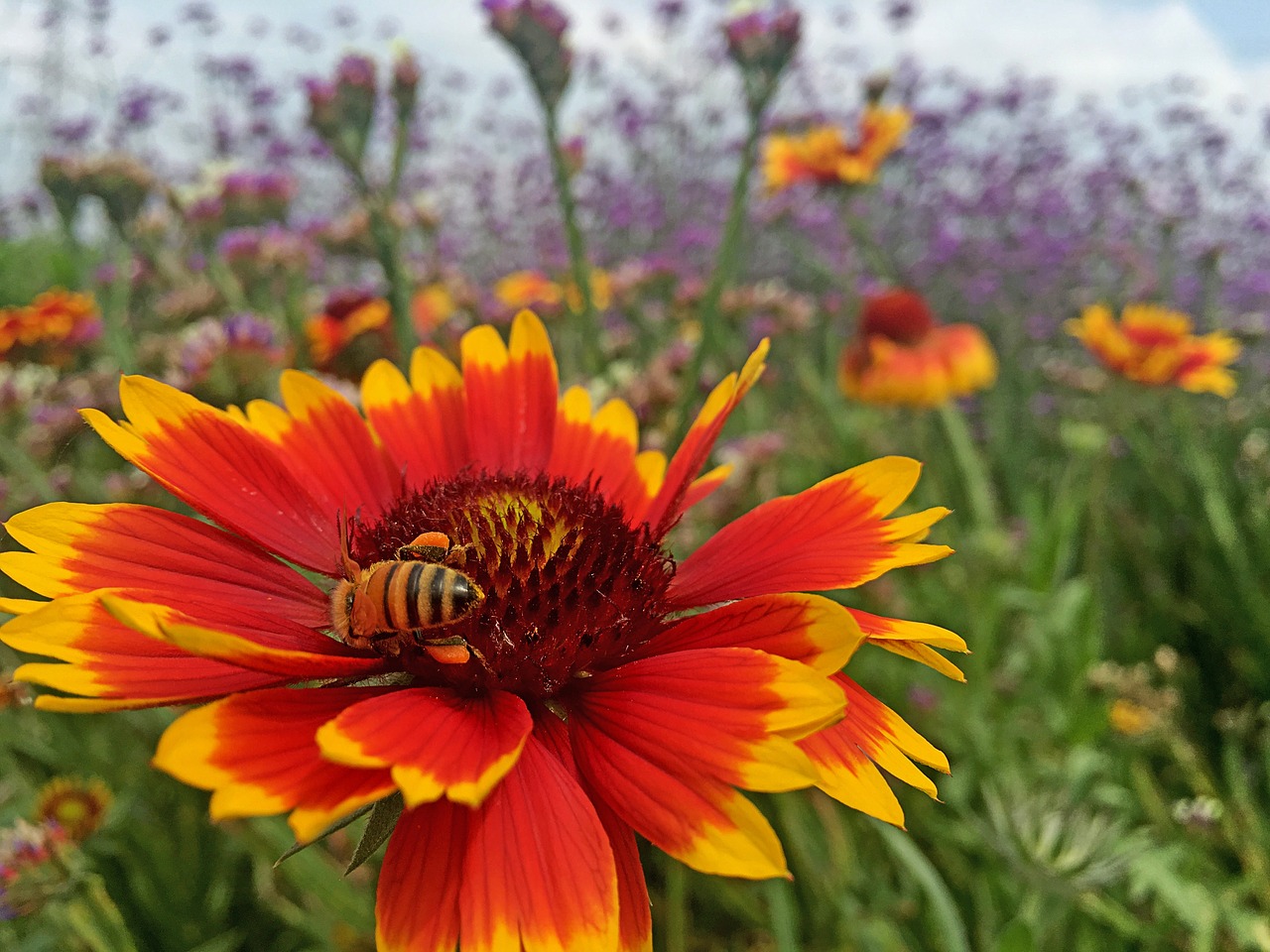 spring bee flower free photo