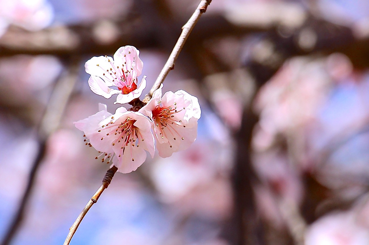 spring sakura blossom free photo