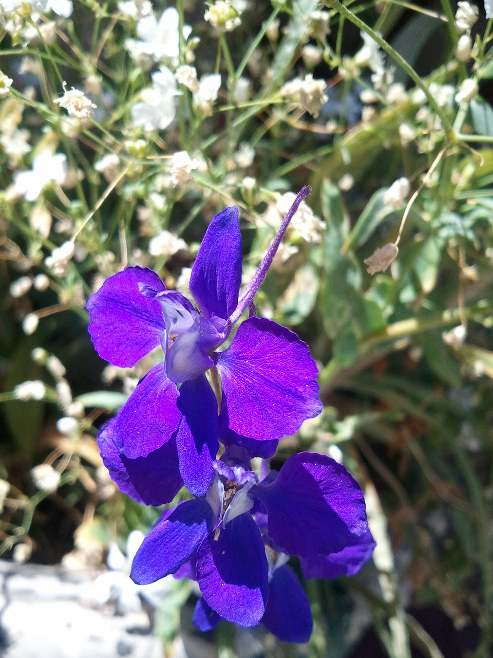 clematis spring flower nature free photo