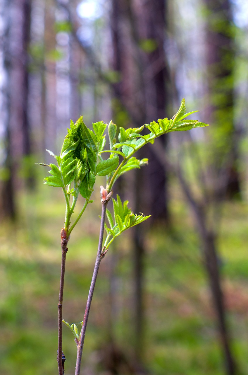 spring forest nature free photo