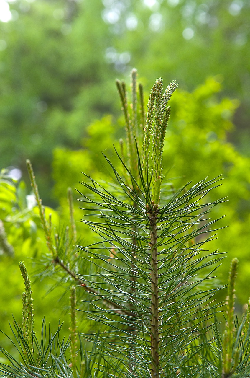 spring pine green free photo