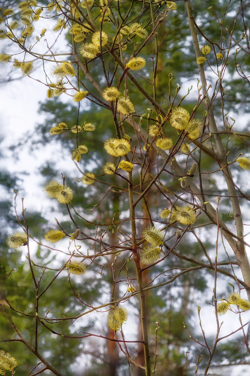 spring forest nature free photo