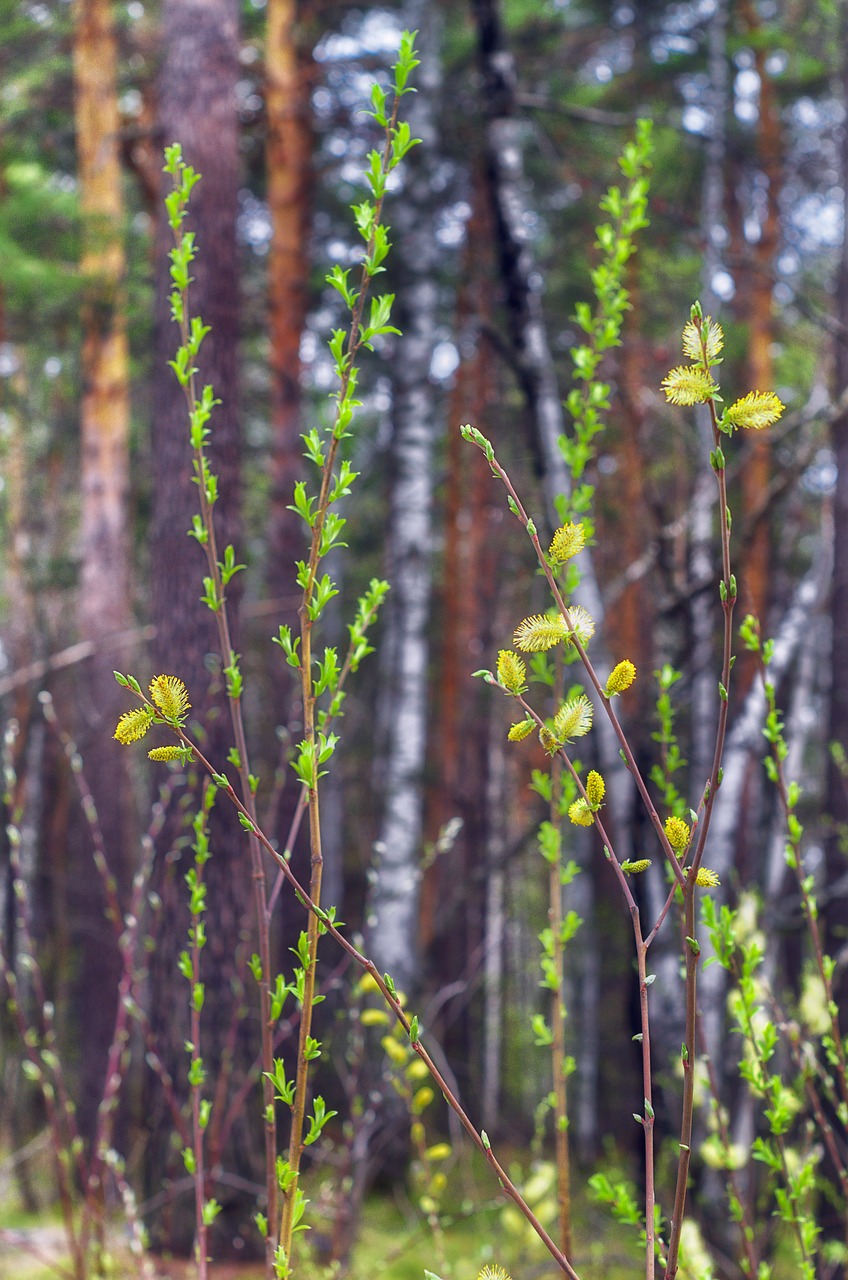 spring sheet leaves free photo