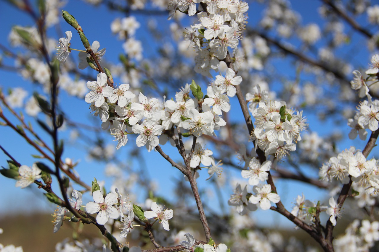 spring flowers nature free photo