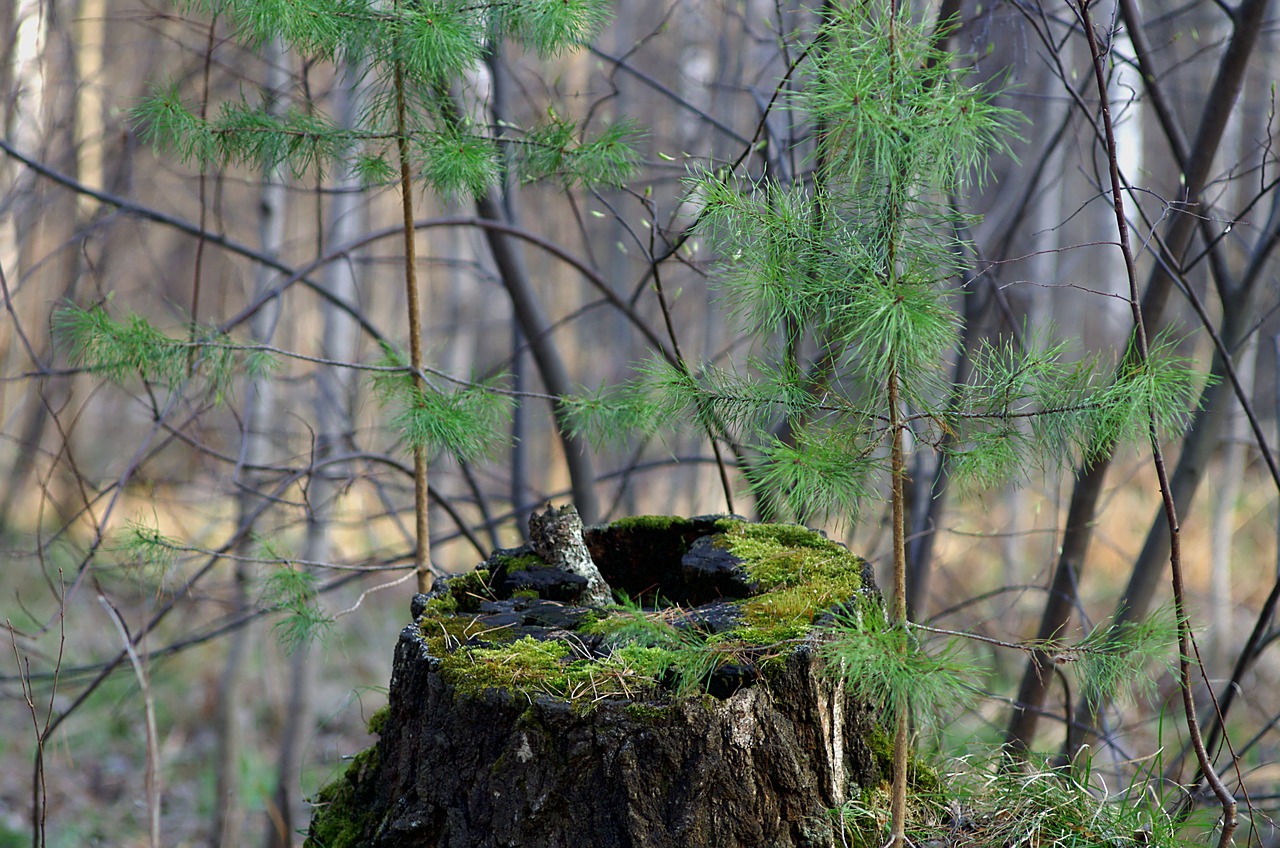 spring forest stump free photo