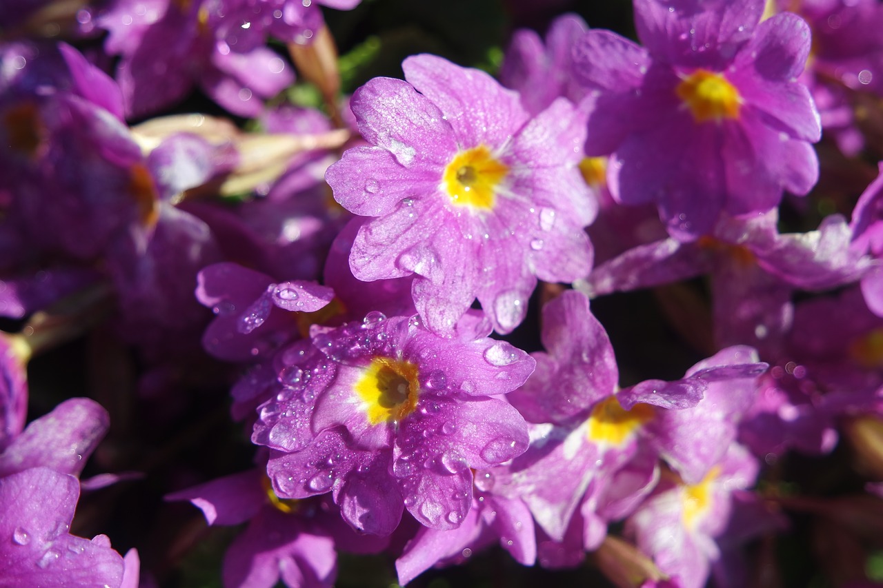 spring flowers primrose free photo