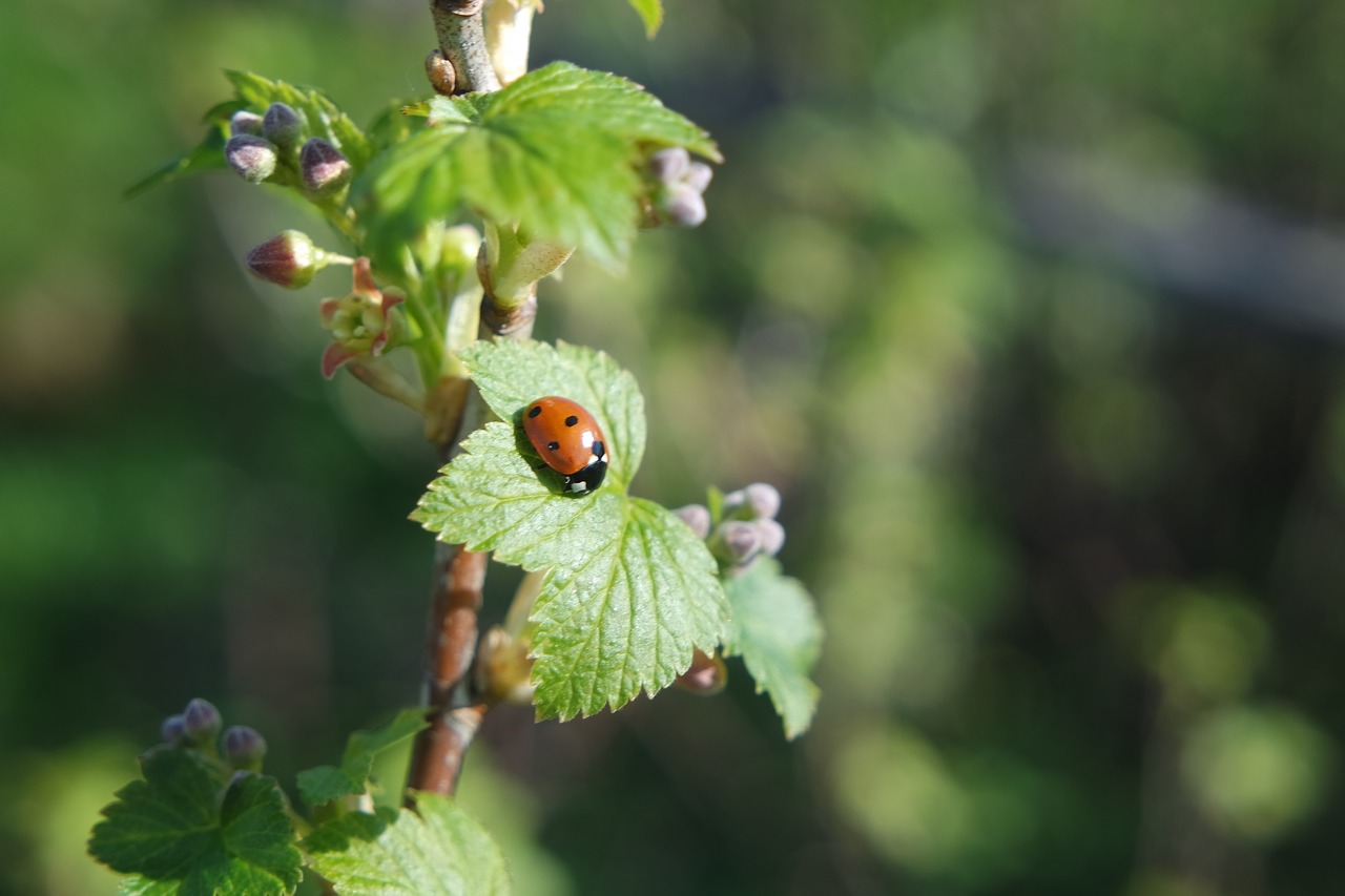 spring currant ladybird free photo
