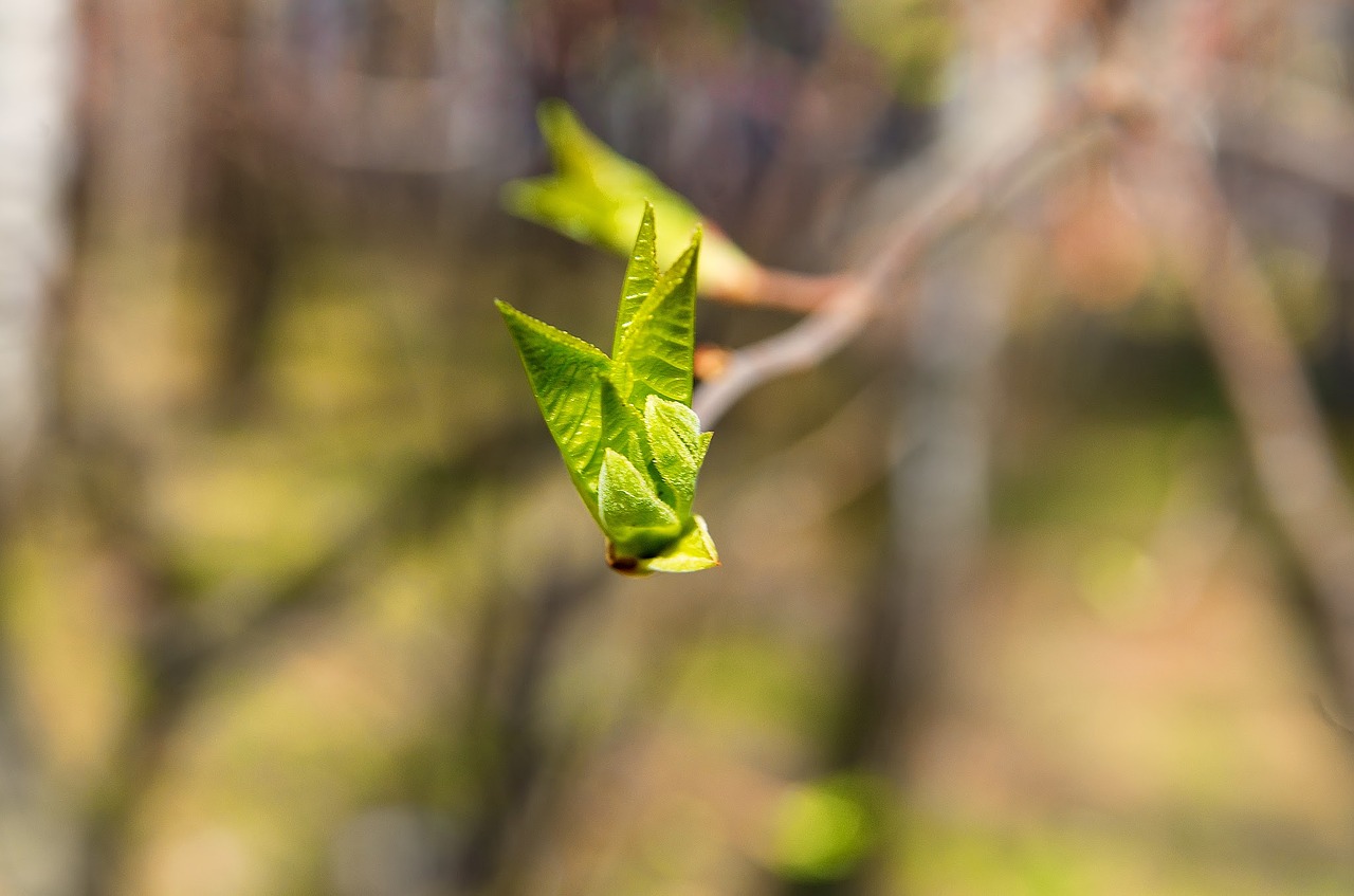 spring sheet branch free photo