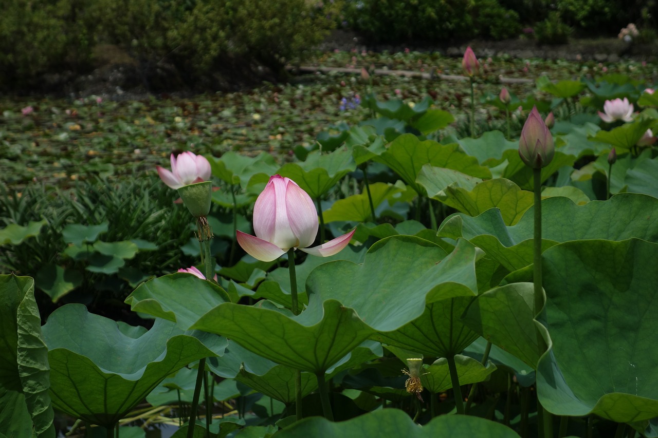 spring lotus park free photo