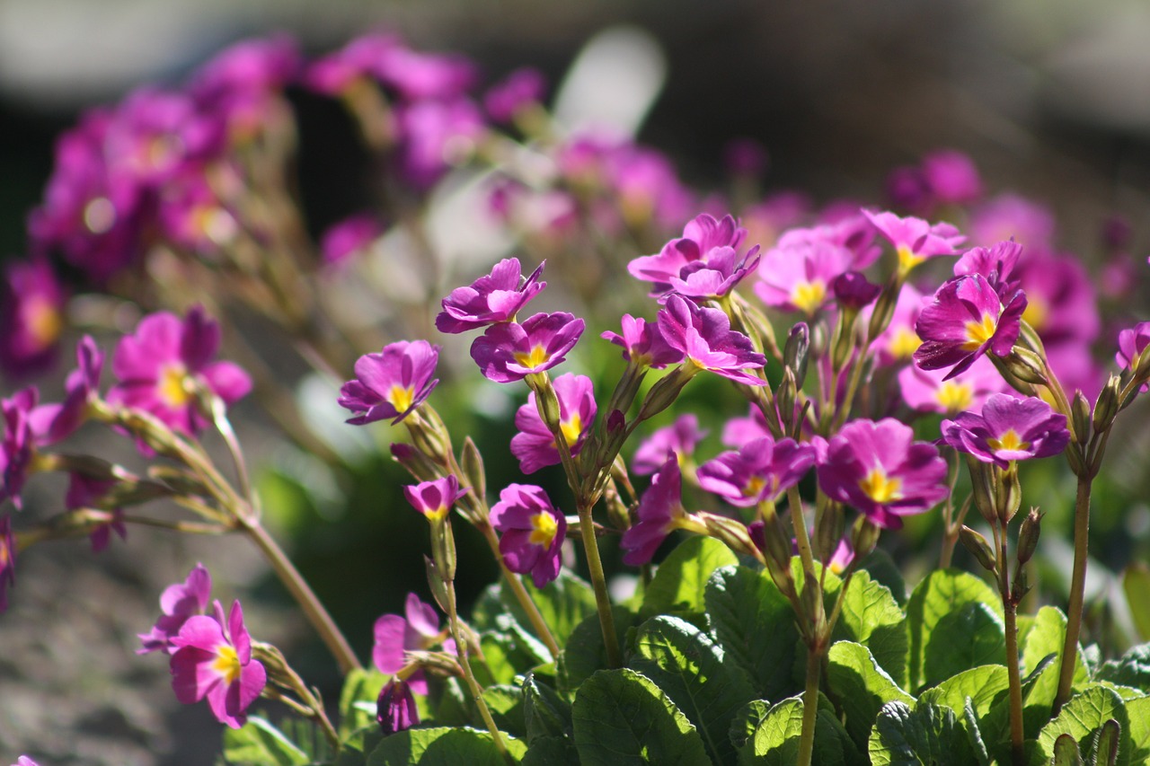 spring nature flowers free photo